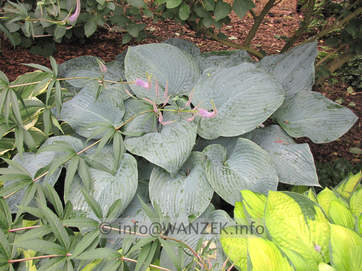 Hosta Hybride Mollies Blaue 11.JPG